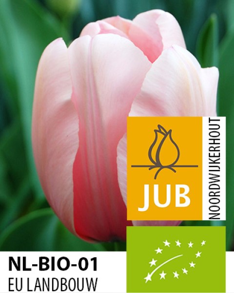 SALMON IMPRESSION.jpg